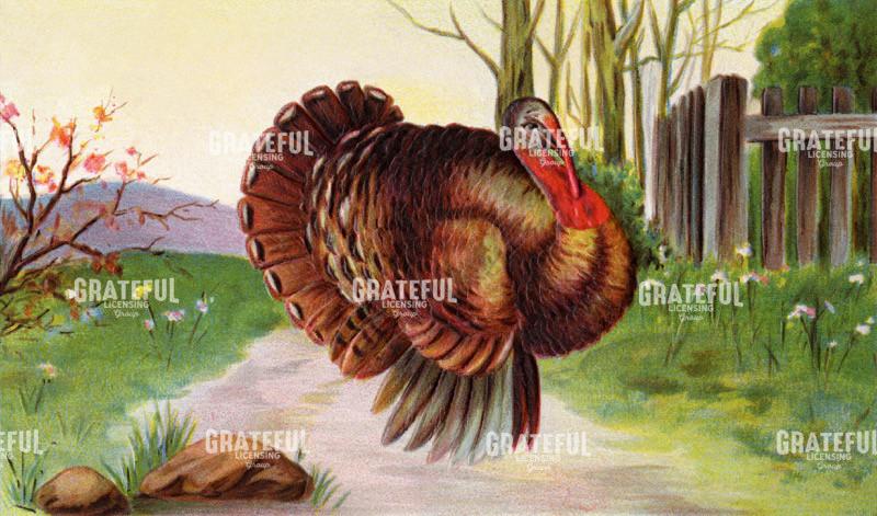 Thanksgiving Turkey