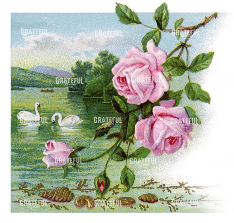 Swans with Pink Roses
