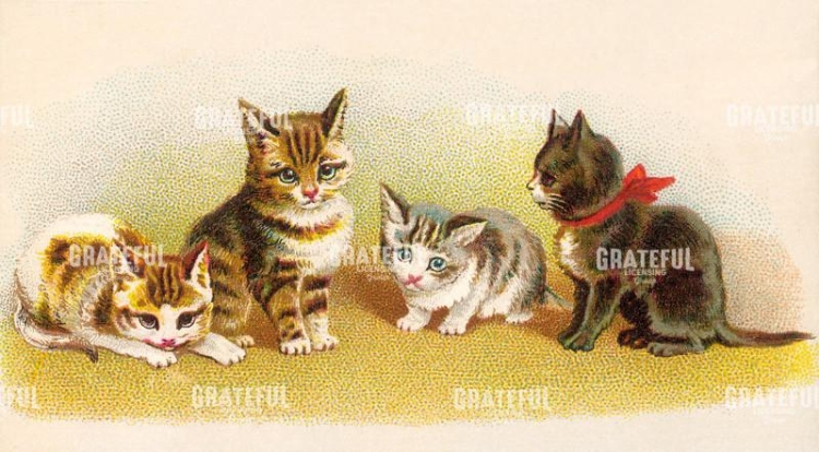 Four Kittens