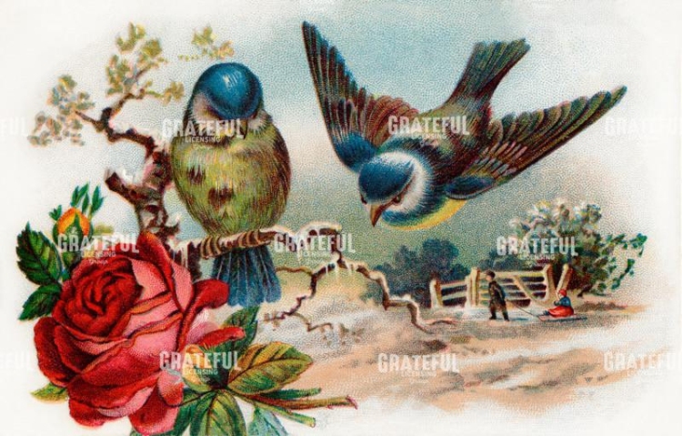 Swallow