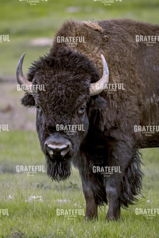 Bison Stare-down