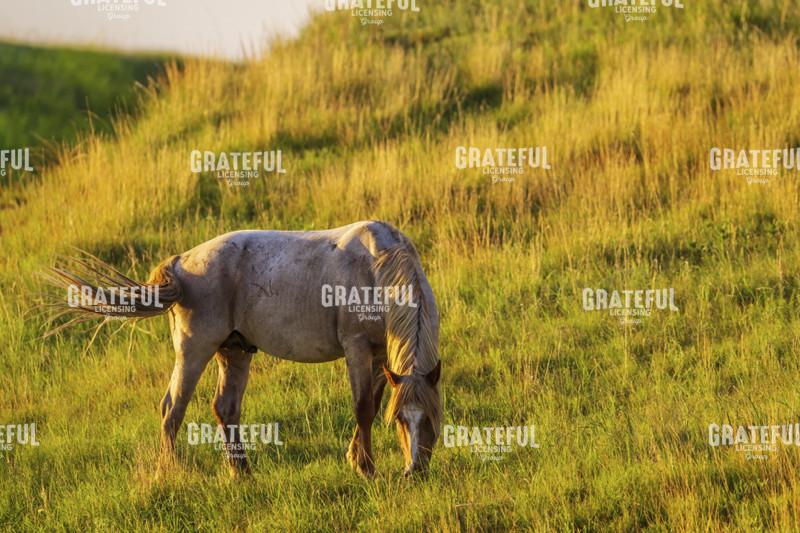 Wild Stallion in the Morning Light