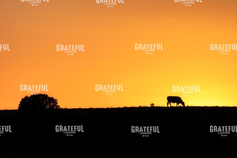 Cow in Silhouette
