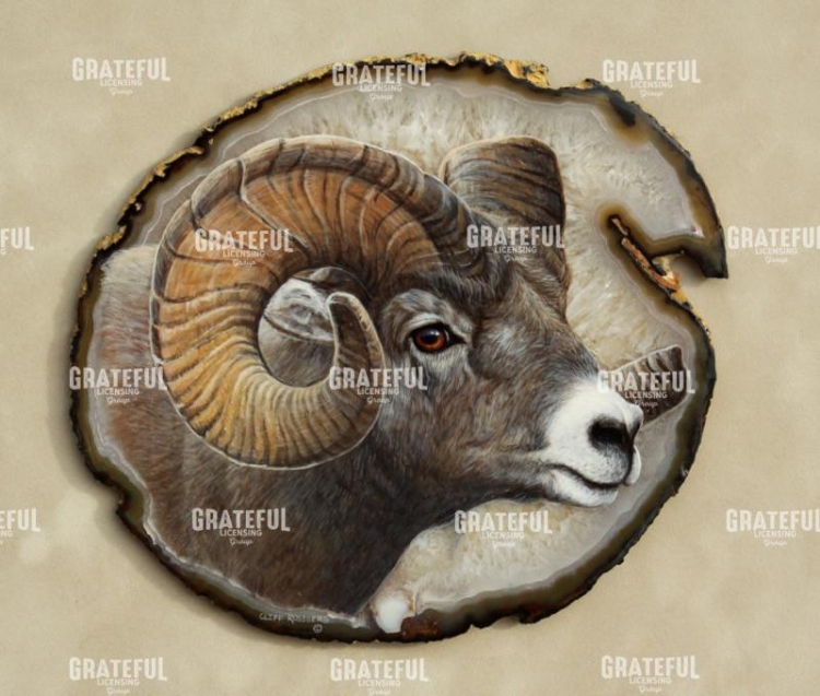 Big Horn Sheep
