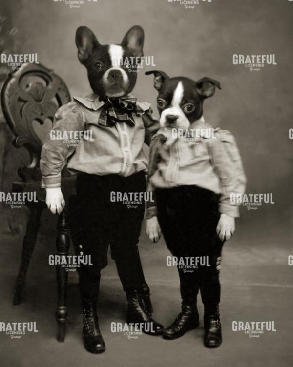 Boston Terriers