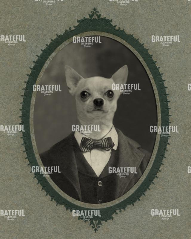 Chihuahua with suit 2