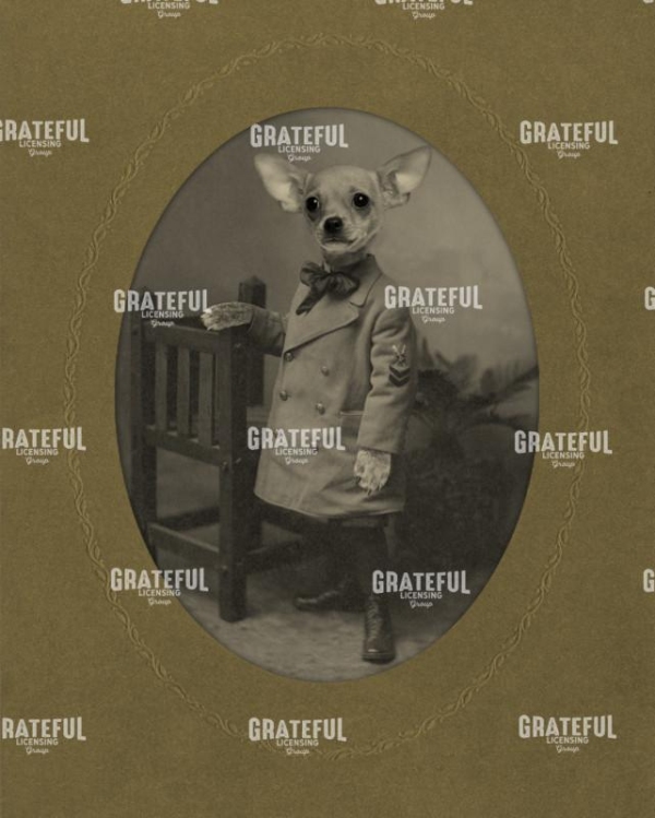Chihuahua with suit