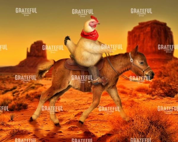 Free range chicken