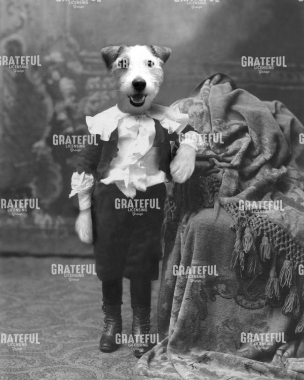 Jack Russell