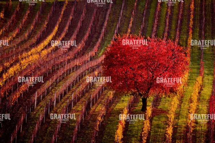 A Red Tree