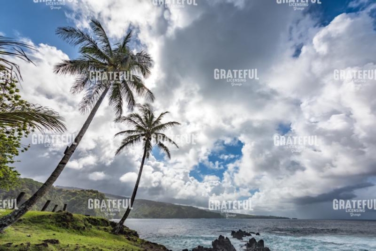 Two Palms on Maui
