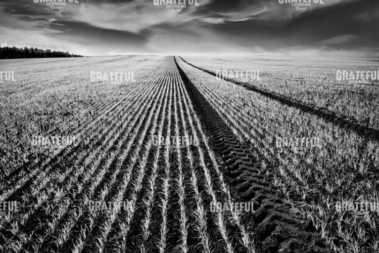 Movovia Farmland