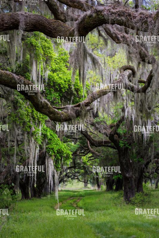 Spanish Moss in Georgia