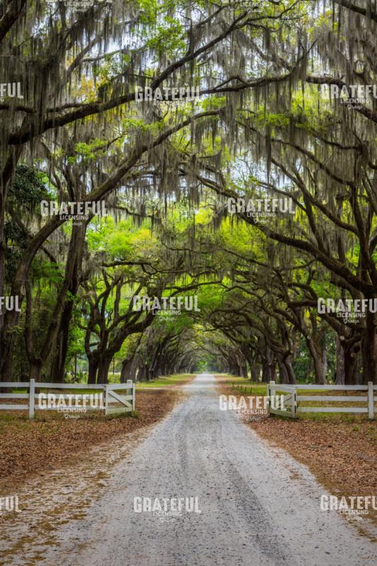 Gated Wormsloe Plantation