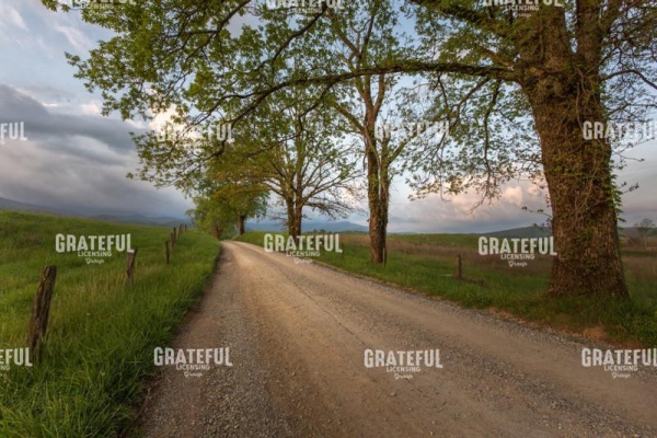 Road Not Traveled