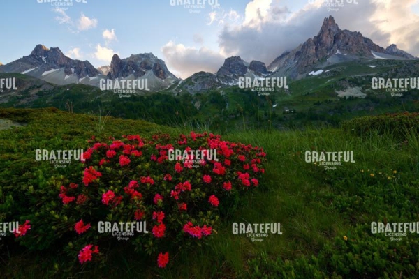 Field of Flowers