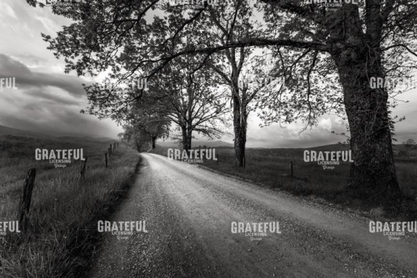 Road Not Traveled