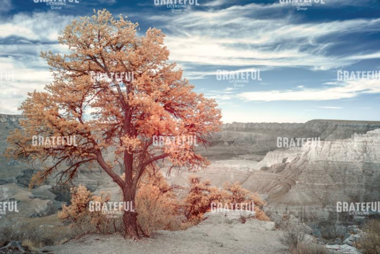 Juniper in Grand Canyon