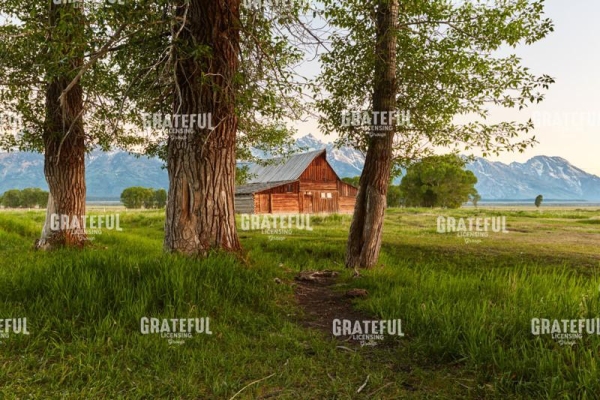 Grand Tetons trees