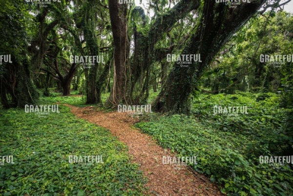 Trail of Trees