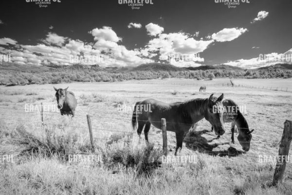 Horses of San Juan