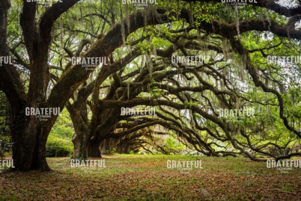 Tunnel of Oaks