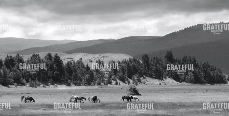 Montana Ranch