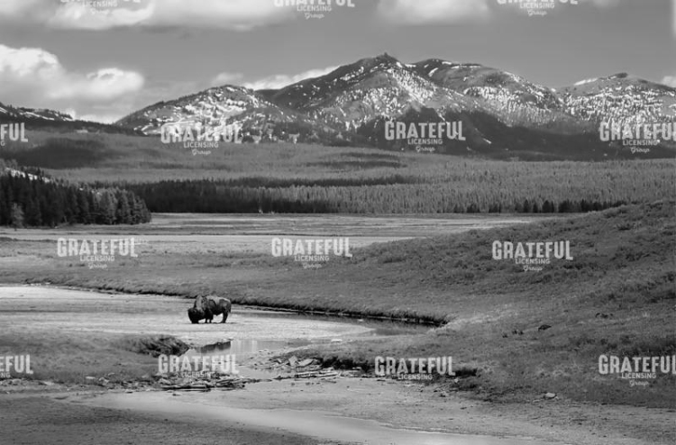 Lamar Valley
