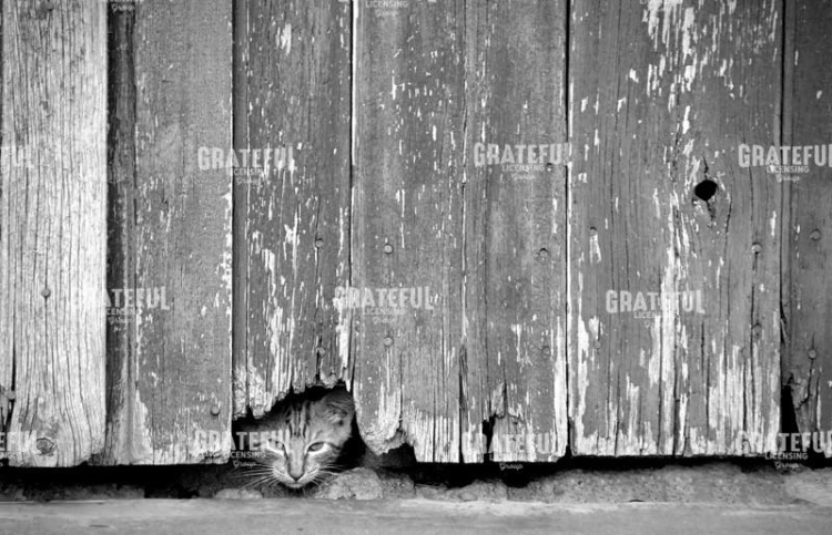 Peeking