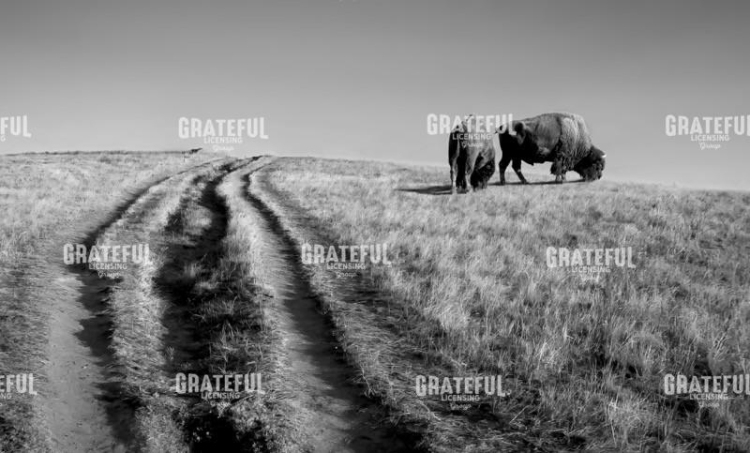 Buffalo Trail