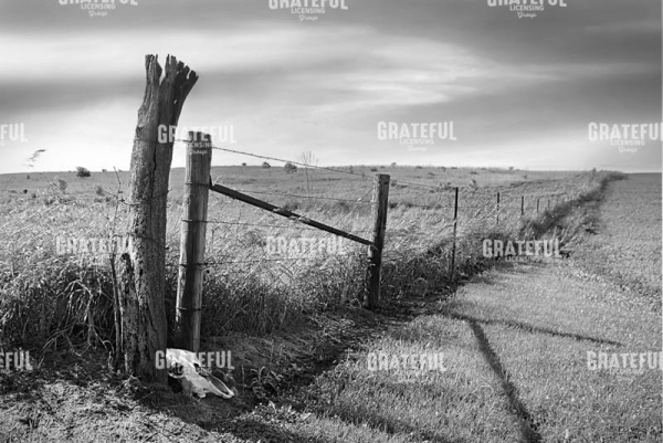 Fenceline With Skull