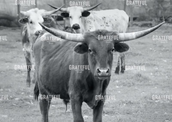 Steers