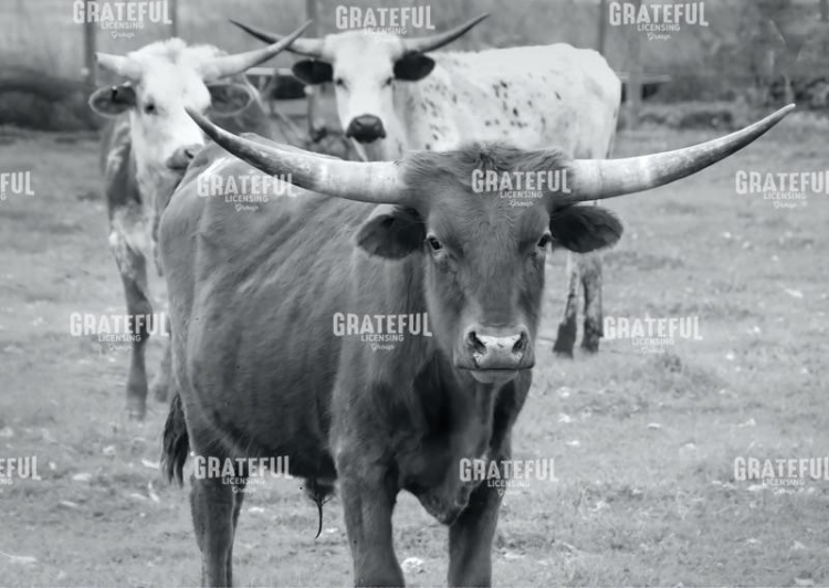 Steers