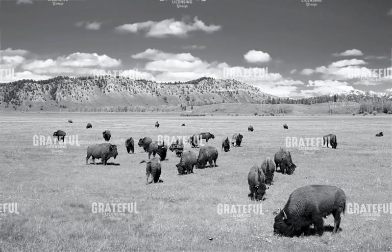 Teton Herd