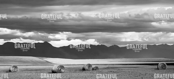 Montana Bales