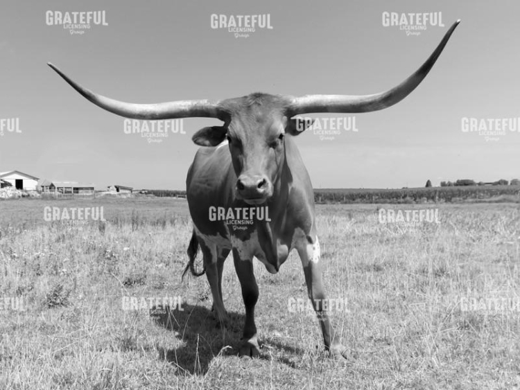 Longhorn 2