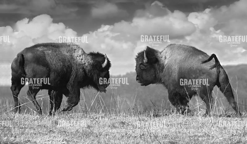 Fighting Bison B&W