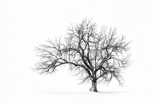 The Franklin Tree