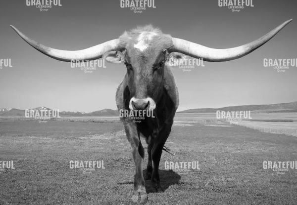 Longhorn Mountains