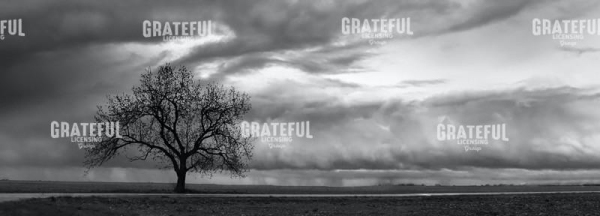 Vernal Sky