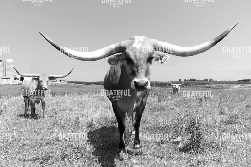 Longhorn Trio