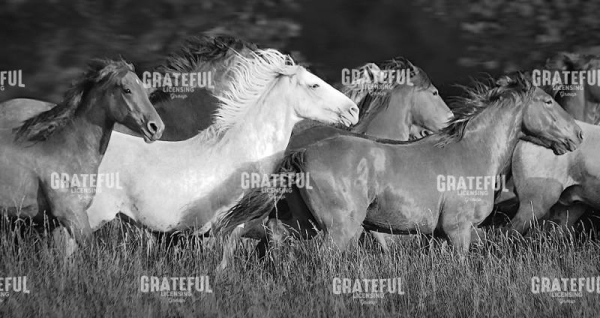 White Horse