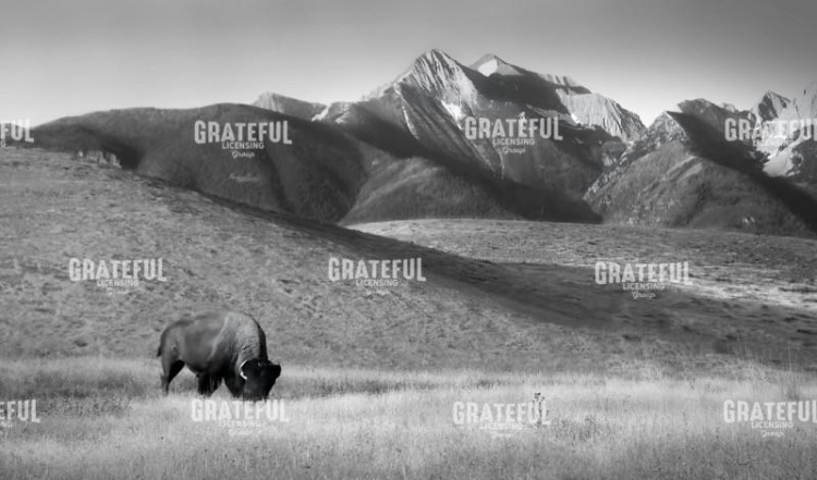 National Bison