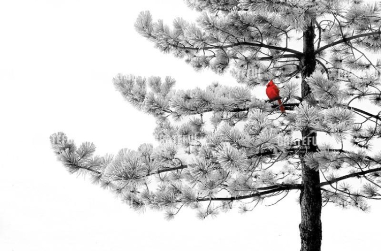 Winter Treat
