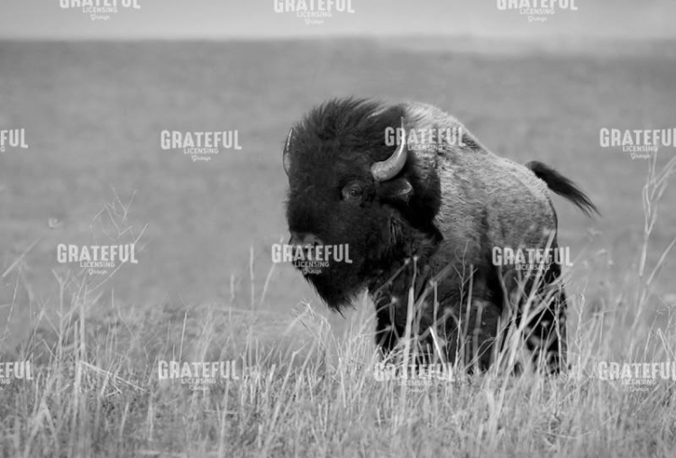 Lone Bull