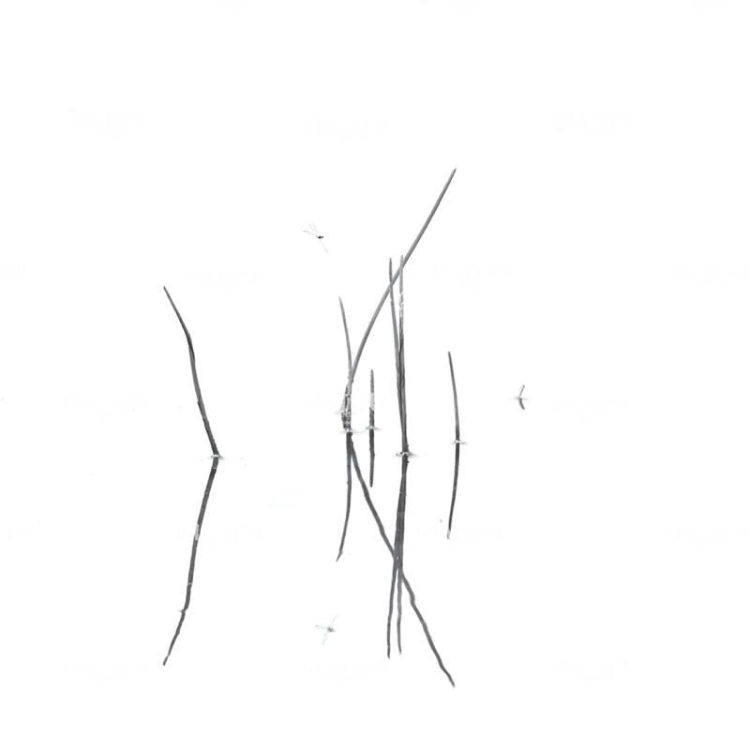 Reeds