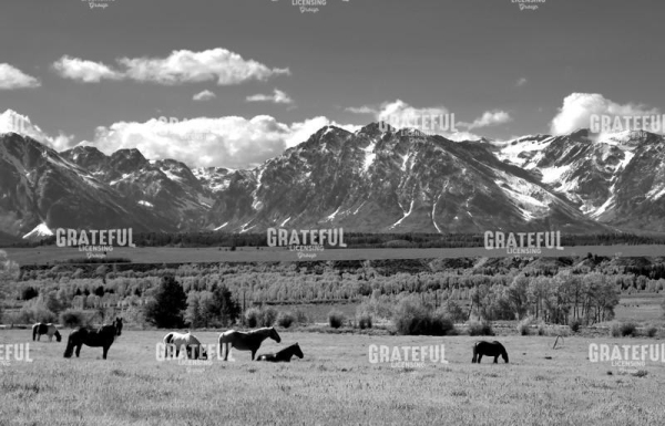 Wyoming Ranch