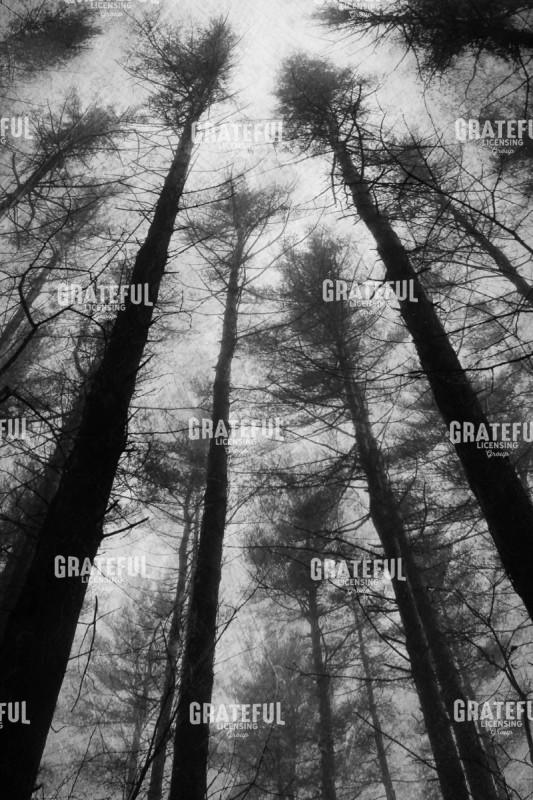Tall Pines