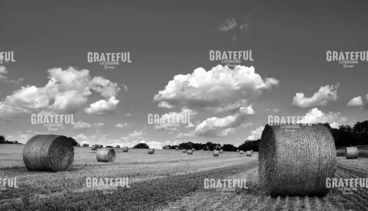 Bales 1