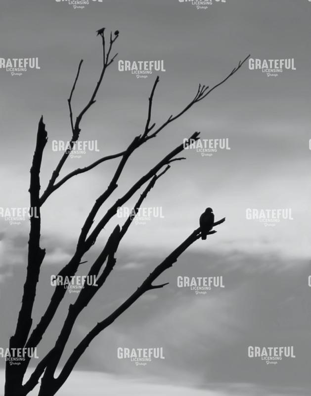 Hawk Silhouette